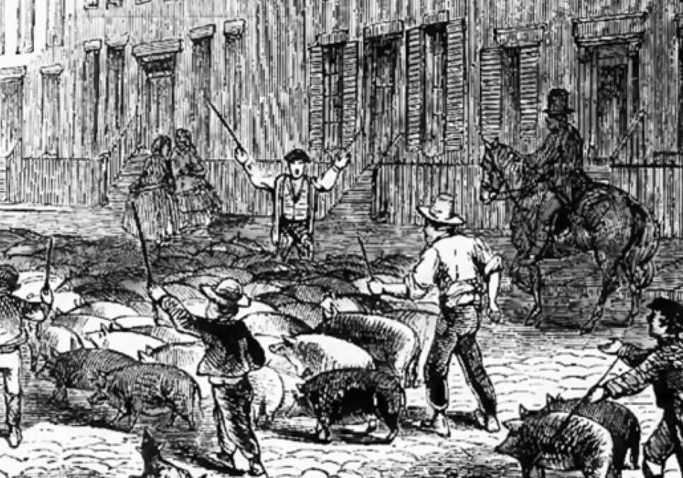 Historical pig herding scene